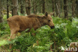 Eland (Alces alces)