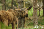 Eland (Alces alces)