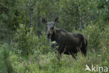 Eland (Alces alces)