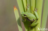 European Tree Frog (Hyla arborea)