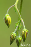 Geel zonneroosje (Helianthemum nummularium) 