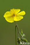 Geel zonneroosje (Helianthemum nummularium) 