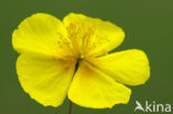 Geel zonneroosje (Helianthemum nummularium) 