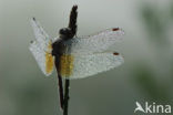 Geelvlekheidelibel (Sympetrum flaveolum)