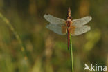 Geelvlekheidelibel (Sympetrum flaveolum)