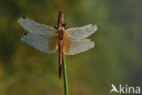 Geelvlekheidelibel (Sympetrum flaveolum)