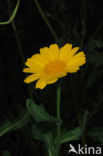 Gele ganzenbloem (Chrysanthemum segetum)