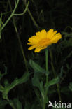 Gele ganzenbloem (Chrysanthemum segetum)