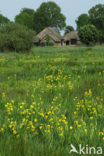 Gele lis (Iris pseudacorus)