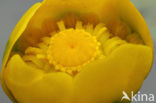 Gele plomp (Nuphar lutea)