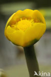 Gele plomp (Nuphar lutea)