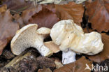 Wood Hedgehog (Hydnum repandum)