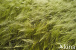 Six-row Barley (Hordeum vulgare)