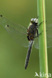 Gevlekte witsnuitlibel (Leucorrhinia pectoralis) 