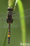 Gevlekte witsnuitlibel (Leucorrhinia pectoralis) 