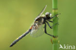 Gevlekte witsnuitlibel (Leucorrhinia pectoralis) 