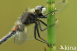 Large White-faced Darter (Leucorrhinia pectoralis)