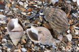 Gevlochten fuikhoren (Nassarius reticulatus)