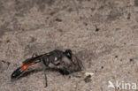 Podalonia affinis