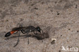 Podalonia affinis