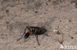 Podalonia affinis