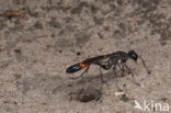 Podalonia affinis