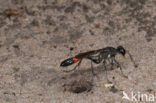 Gewone aardrupsendoder (Podalonia affinis)