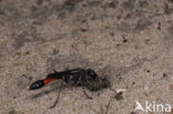 Gewone aardrupsendoder (Podalonia affinis)