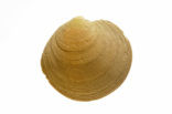 Rayed Artemis (Dosinia exoleta)