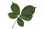 Gewone braam (Rubus fruticosus)