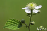 Gewone braam (Rubus fruticosus)