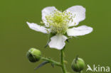 Gewone braam (Rubus fruticosus)