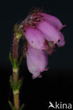 Cross-leaved Heather (Erica tetralix)