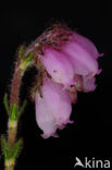 Cross-leaved Heather (Erica tetralix)