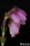 Cross-leaved Heather (Erica tetralix)