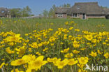 Gewone dotterbloem (Caltha palustris ssp. palustris)