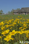 Gewone dotterbloem (Caltha palustris ssp. palustris)