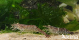 Common shrimp (Crangon crangon)