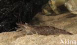 Common shrimp (Crangon crangon)
