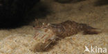 Common shrimp (Crangon crangon)