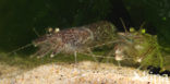 Common shrimp (Crangon crangon)
