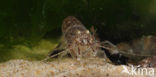 Common shrimp (Crangon crangon)
