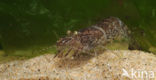 Common shrimp (Crangon crangon)