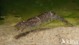 Common shrimp (Crangon crangon)