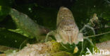 Common shrimp (Crangon crangon)
