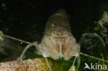 Common shrimp (Crangon crangon)
