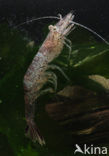 Common shrimp (Crangon crangon)