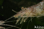 Common shrimp (Crangon crangon)