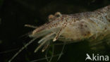 Common shrimp (Crangon crangon)