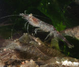 Common shrimp (Crangon crangon)